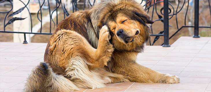 6 Sinais de aviso seu cão ou gato tem pulgas